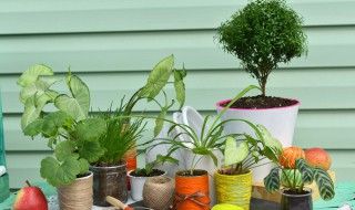 室内植物有哪些好养 室内植物有什么好养的