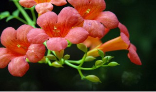 冬青树上挂凌霄是什么意思啊 冬青树上挂凌霄意思简述