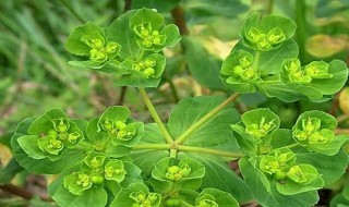 猫眼花养护技巧 猫眼花养护技巧简述