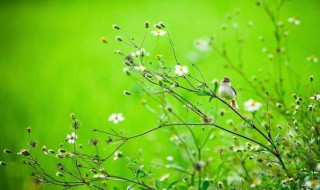 描写春天的优美句子 描写春天的优美句子列述