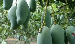 桂七芒果几月份成熟上市 8月份左右上市