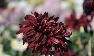 墨菊是什么颜色 墨菊的介绍