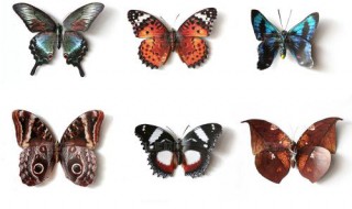 蝴蝶标本制作方法 蝴蝶标本制作方法是什么