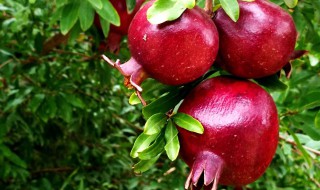 种瓜果怎么使用磷酸二氢钾 有什么使用的技巧