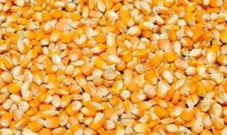 老玉米窝料制作方法 老玉米制作窝料方法