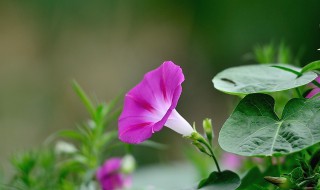 牵牛花种植时间方法 关于牵牛花种植时间方法