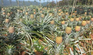 波罗盆栽种植方法 波罗盆栽种植的方法