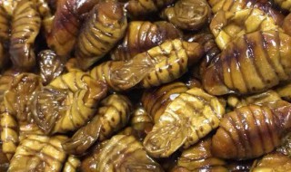 茧蛹能吃吗 吃茧蛹的好处是什么