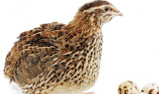 鹌鹑养殖大棚通风技巧 鹌鹑养殖大棚技巧