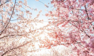 岁月静好的经典句子 说岁月静好的话