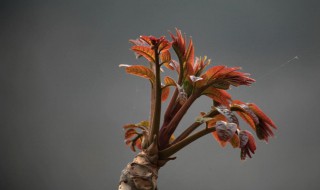 香椿怎么看老不老 挑选香椿有技巧教您一招轻松分辨香椿的老嫩