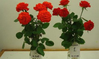 鲜花保鲜剂怎么使用 怎样正确使用鲜花保鲜剂延长花期