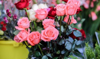 鲜花保鲜剂什么时候放 鲜花放保鲜剂几天换水