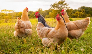 关于鸡的诗句 关于鸡的诗句精选