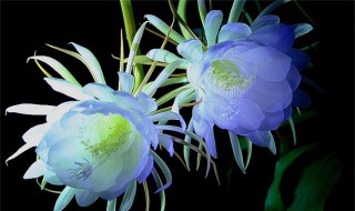 关于昙花的诗句 关于昙花的诗句有哪些