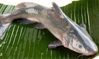 清江鱼如何清洗 清江鱼处理方法分享