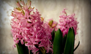 花朵写一句话 描写花朵的句子有哪些