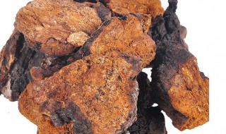 桦树茸怎么食用方法 桦树茸食用方法是什么