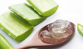 芦荟如何食用方法 芦荟食用方法是什么