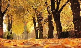 关于秋天的手抄报资料 秋天的介绍