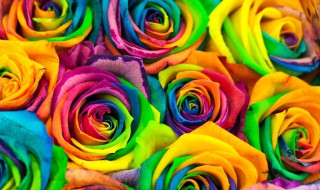 彩虹玫瑰制作方法 彩虹玫瑰怎么制作