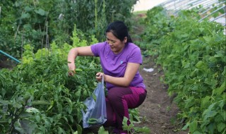 赞美农家菜园的句子 赞美农家菜园的句子有哪些