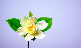 形容栀子花的唯美句子 形容栀子花的唯美句子有哪些