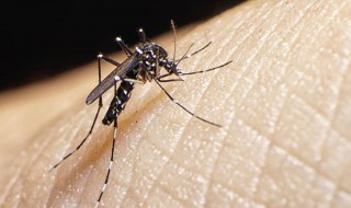 天然去蚊子的8个方法 天然去蚊子的8个方法是什么