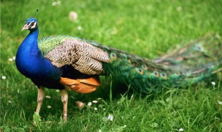 关于孔雀的资料 关于孔雀的资料简介