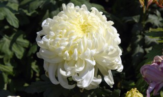 祭奠花束用什么花 祭奠花束用哪种花