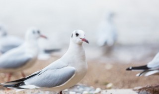 鸽子美称是什么 鸽子的别称
