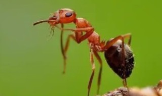 家里有蚂蚁怎么治除根 家里有蚂蚁如何根治