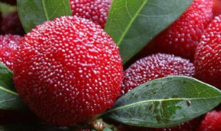 新鲜杨梅怎么清洗 新鲜杨梅的清洗方法