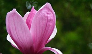 玉兰精神是什么 玉兰精神简介