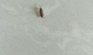 夏天家里有小飞虫怎么办 夏天家里有小飞虫该怎么办