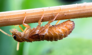 家里有水蚁怎么消灭 家里有水蚁如何消灭