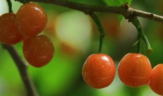 樱桃树上的虫子叫什么 关于樱桃树的介绍