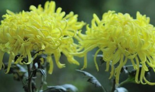 赏菊花是什么节日的风俗 赏菊花的节日介绍