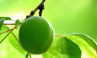 青梅和青杏有什么区别 关于青梅和青杏的区别