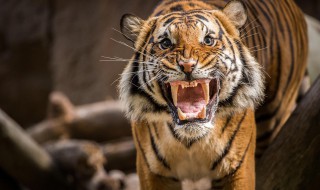 虎怎么叫 虎长什么样子