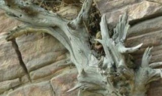 男人之木是什么木头 什么木头是男人之木