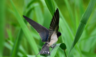 燕子秋天从什么方飞到什么方 燕子介绍