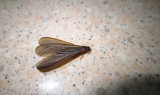 白蚁会飞叫什么 白蚁会飞是叫什么的