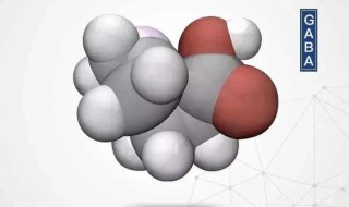 gaba是什么 gaba简介