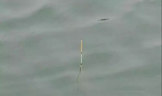 双铅坠钓法与调漂方法 双铅坠钓法与调漂方法有哪些