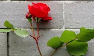 应急玫瑰是什么意思 应急玫瑰的意思介绍