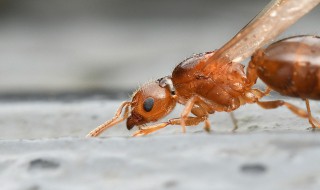 飞蚁飞进家里怎么办 飞蚁飞进家里该怎么办