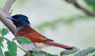 寿带鸟怎么看几岁 寿带鸟介绍