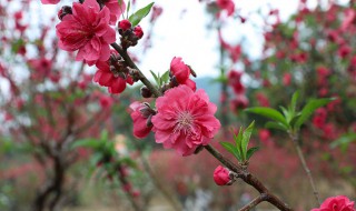 桃花劫的意思 桃花劫是好运气吗