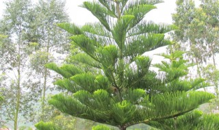 松柏寓意是什么意思 松柏寓意是什么